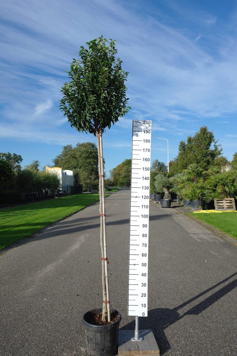 Prunus Lusitanica Angustifolia op stam