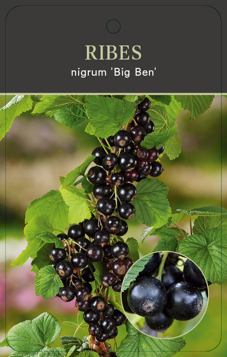 Ribes nigrum ‘Big Ben’ - zwarte bes