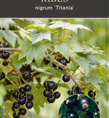 Ribes rubrum 'Titania' - zwarte bes