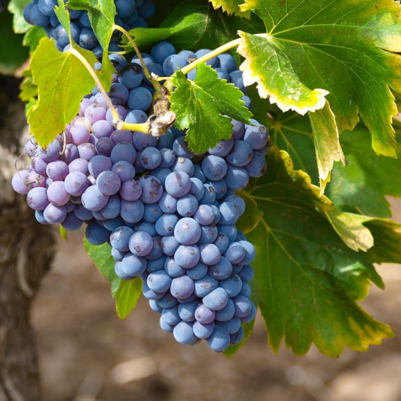 Vitis Vinifera 'Muscat Blue' - Muskaatdruif