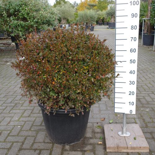 Azalea Stewartstonian red struik extra mooie kwaliteit
