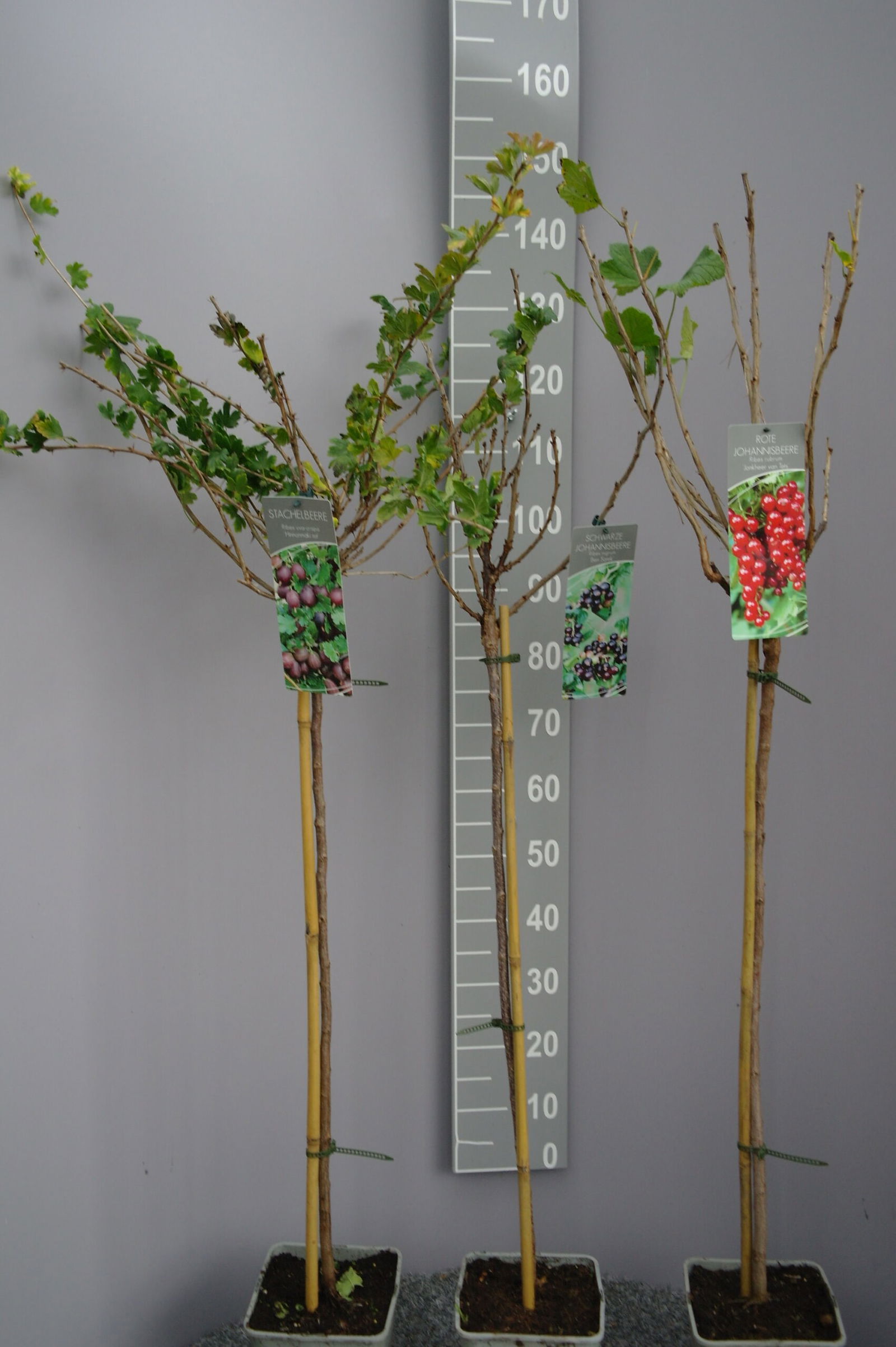 Ribes rubrum 'Titania' op stam - zwarte bes - Afbeelding 2