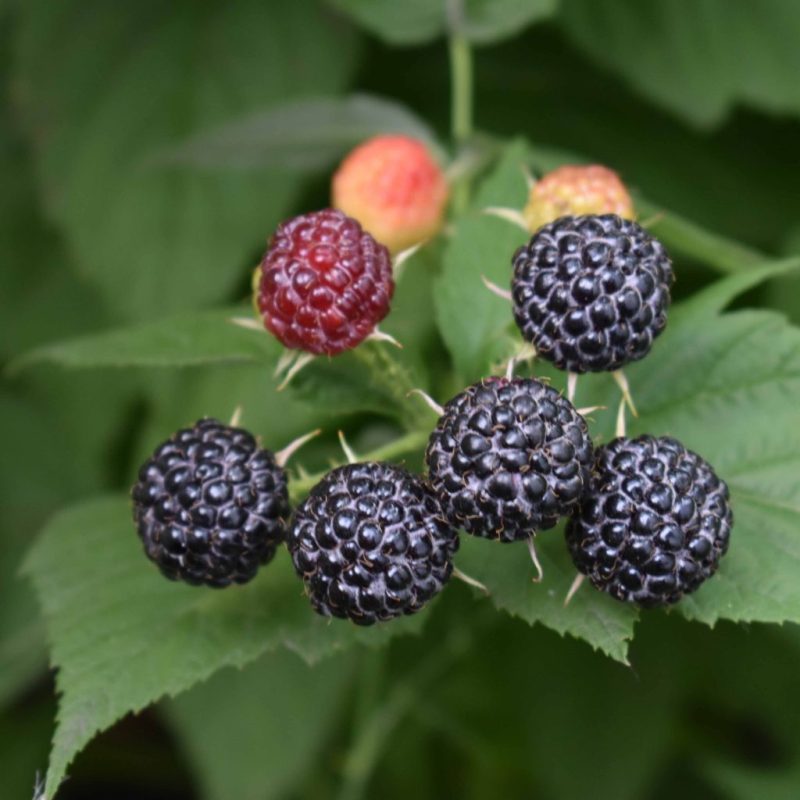 Rubus idaeus 'Black Jewel'- framboos