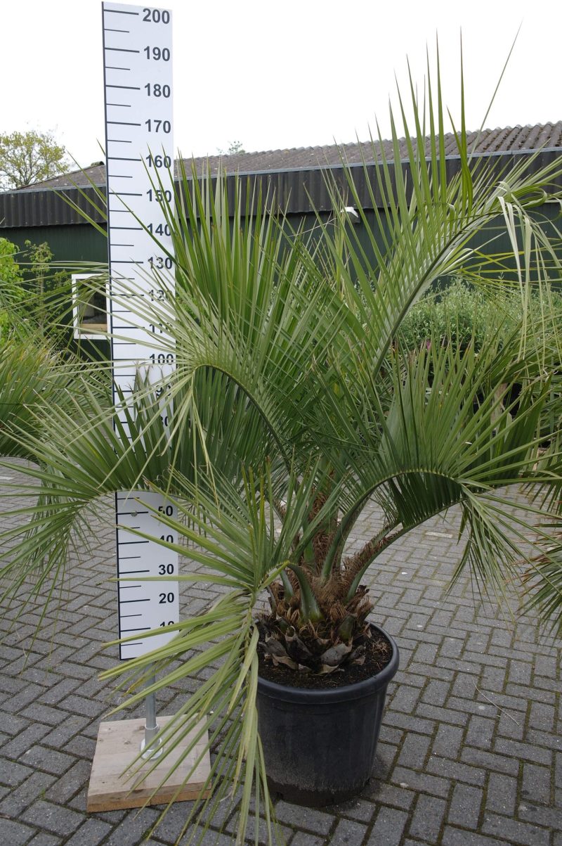 Palmboom Butia Capitata