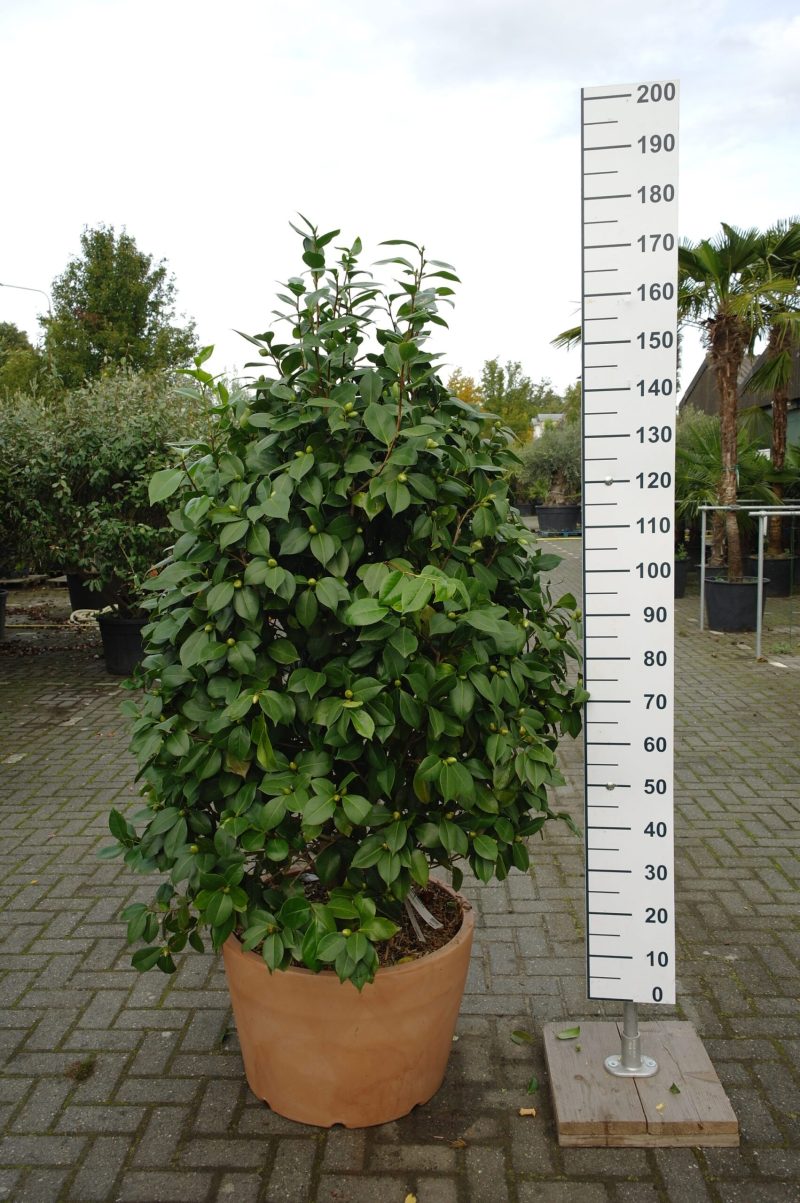 Camellia Japonica 'Debutante Rose'