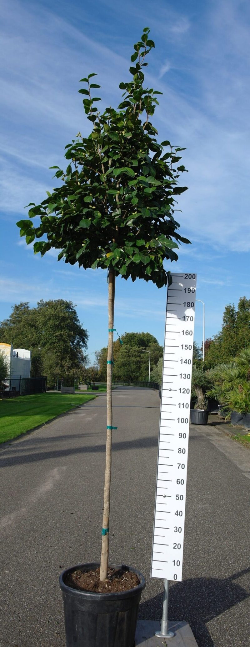 Camellia Japonica op stam rood bloeiend