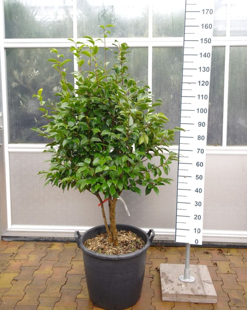 Camellia Japonica 'Kolonel Firey'