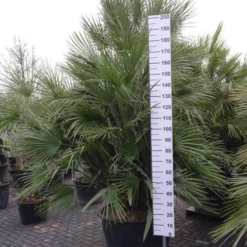 Palmboom Chamaerops Humilis multistam
