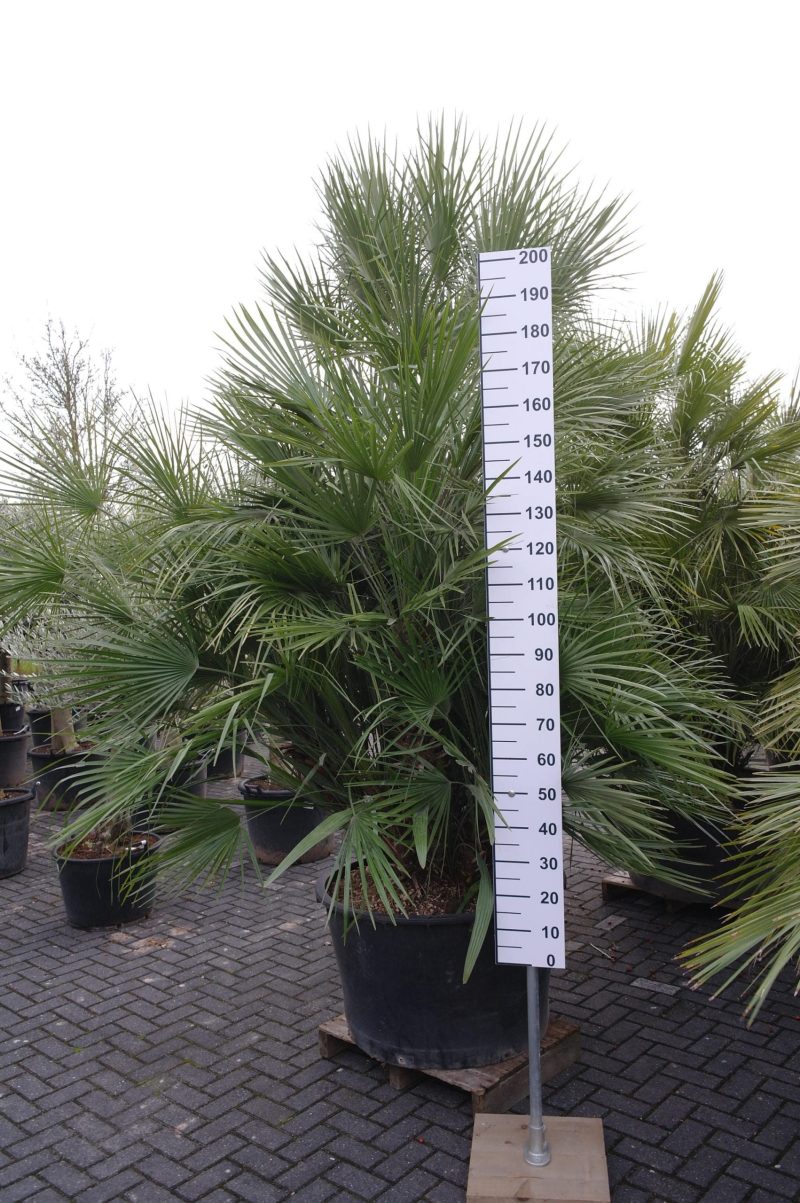 Palmboom Chamaerops Humilis multistam