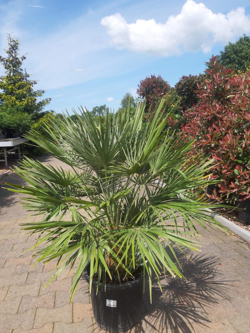 Palmboom Chamaerops Humilis (stam 20 cm)