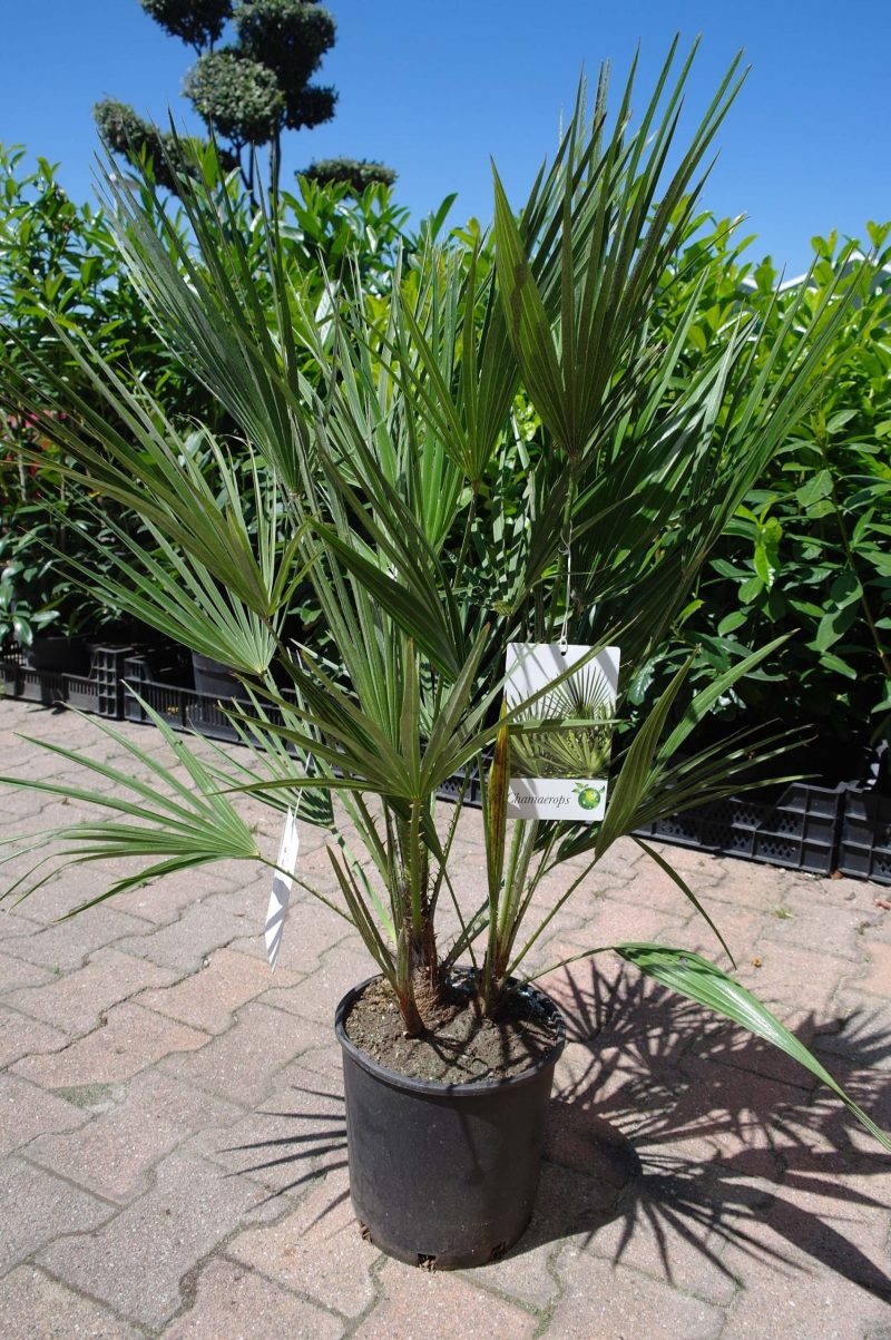 Palmboom Chamaerops Humilis