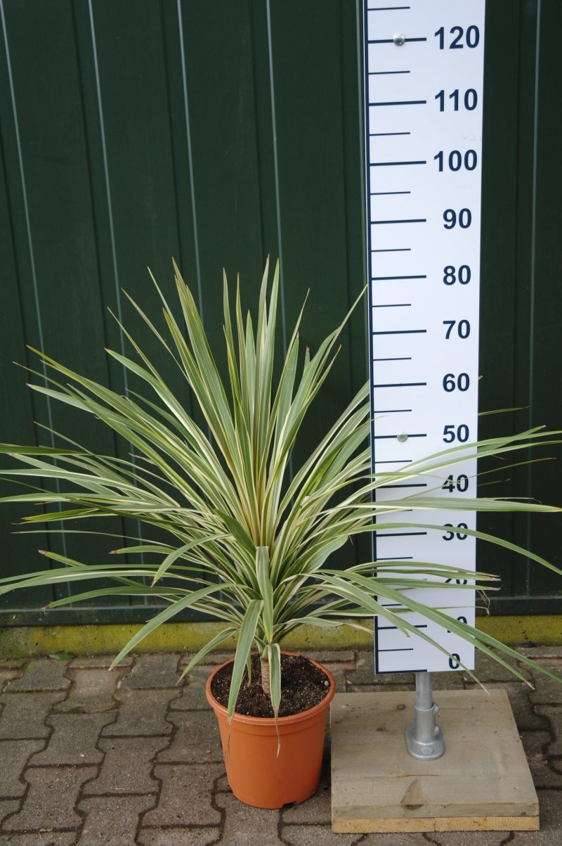 Cordyline Australis 'Pink Champagne'