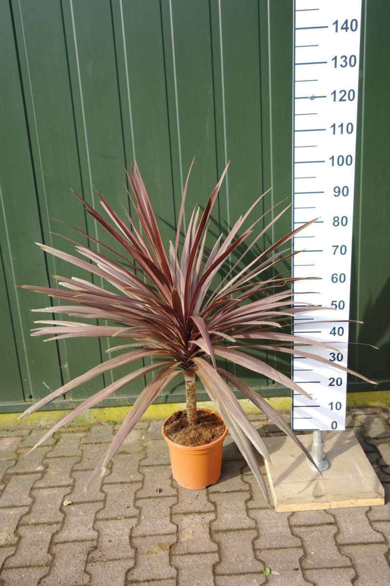Palmboom Cordyline Red Star