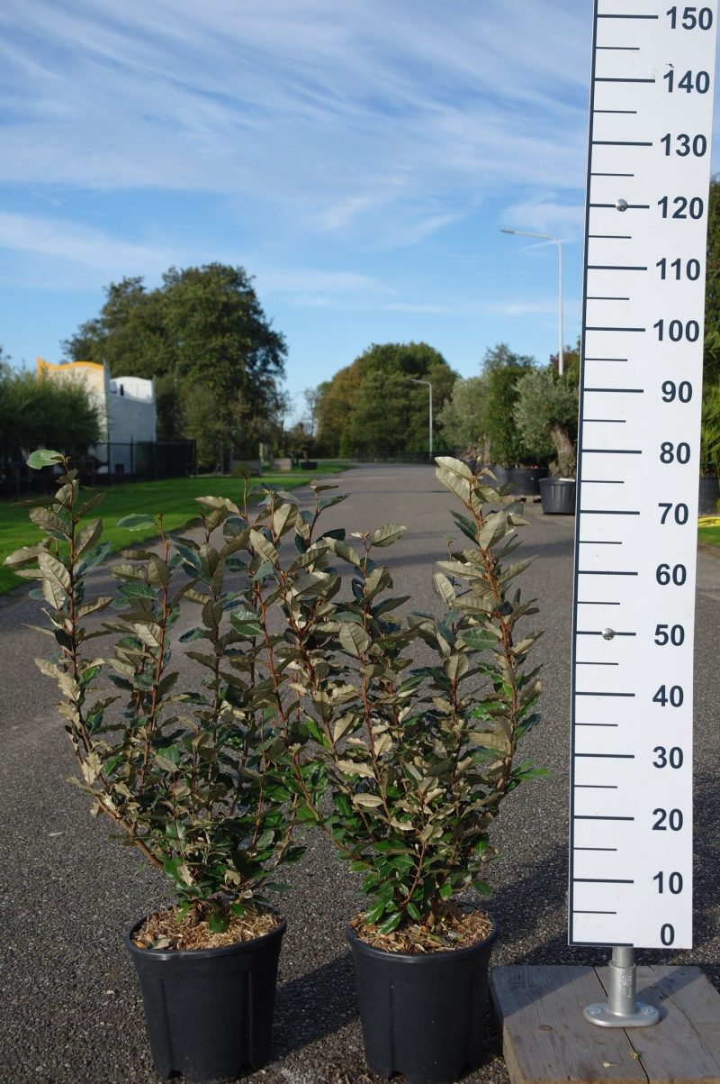 Elaeagnus Ebbingei compacta 60-80 cm bossig