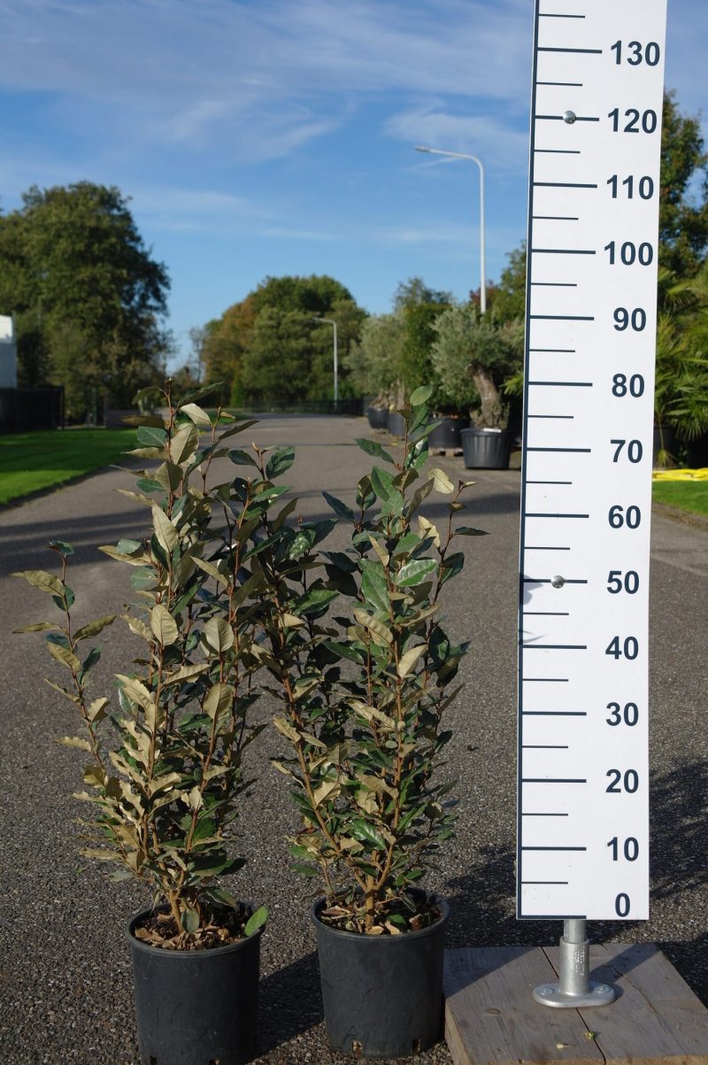 Elaeagnus Ebbingei compacta 100-120 cm