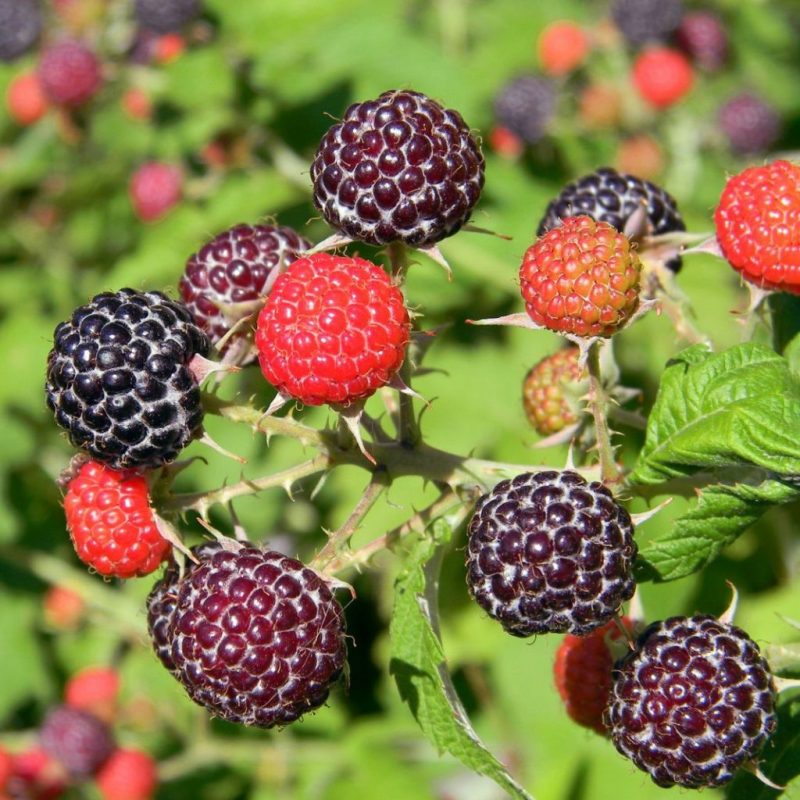 Rubus idaeus ´Glen Coe´- framboos