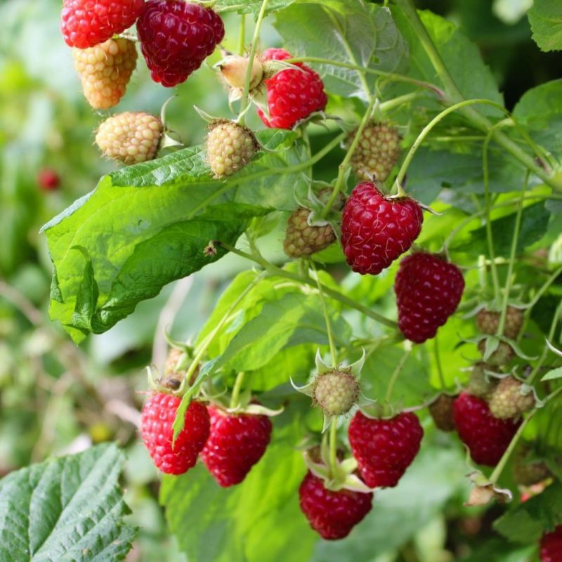 Rubus idaeus 'Heritage'- framboos