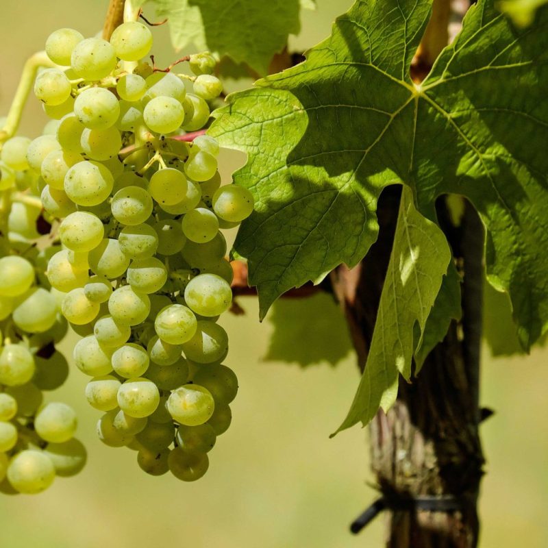 Vitis 'Himrod' - Witte druif