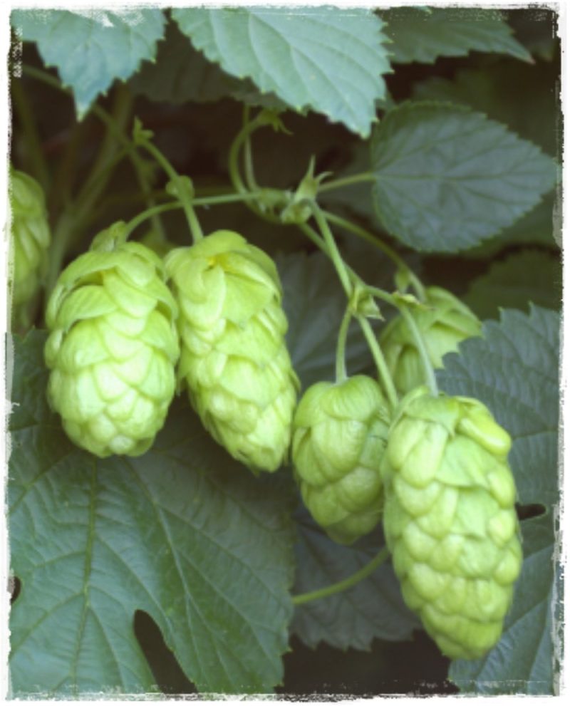 Humulus lupulus 'Pure'