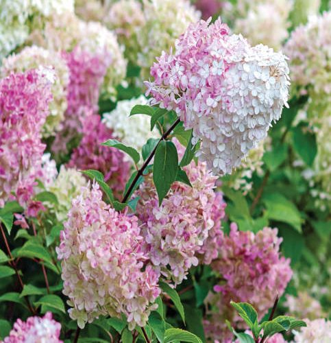 Pluimhortensia (Hydrangea paniculata 'Vanille Fraise'®)