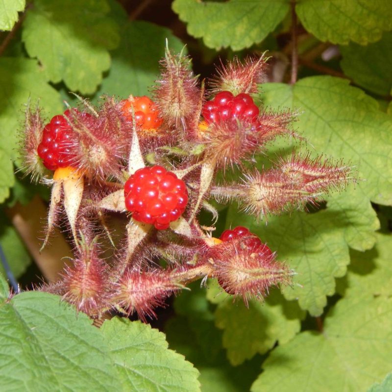 Rubus Phoenicolasius - Japanse wijnbes