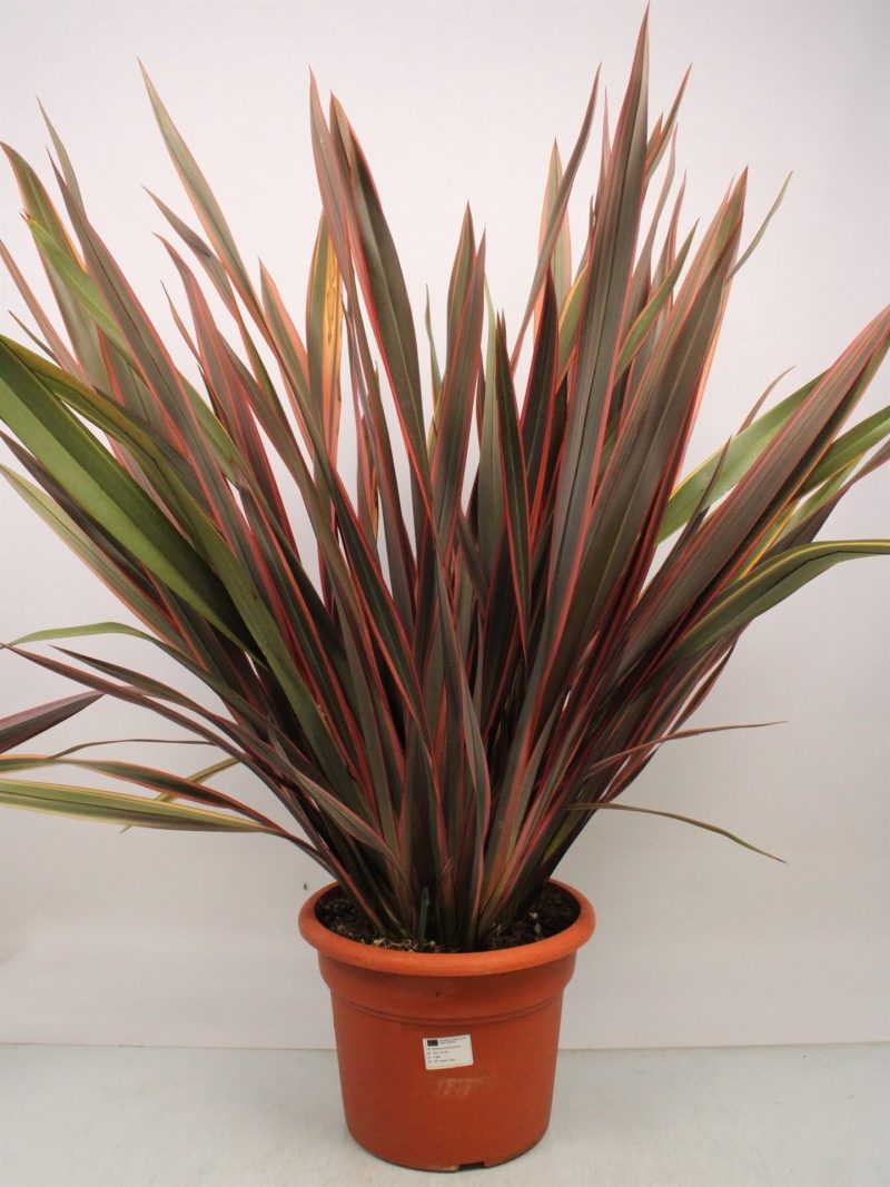 Phormium Tenax 'Rainbow Queen' - Nieuw-Zeelands vlas