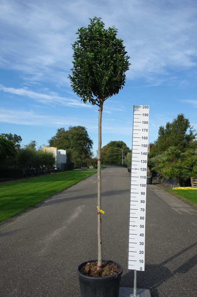 Prunus Lusitanica Angustifolia op stam