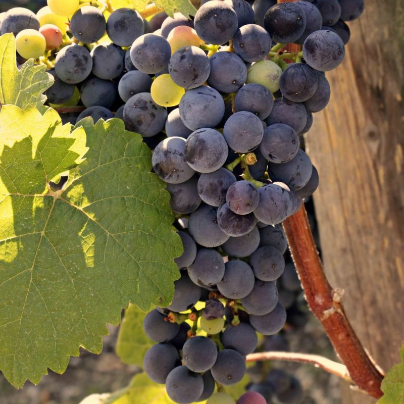 Vitis Regent Druif