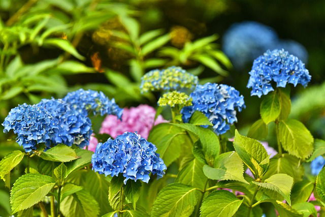 Werkwijze bij het snoeien van hortensia's