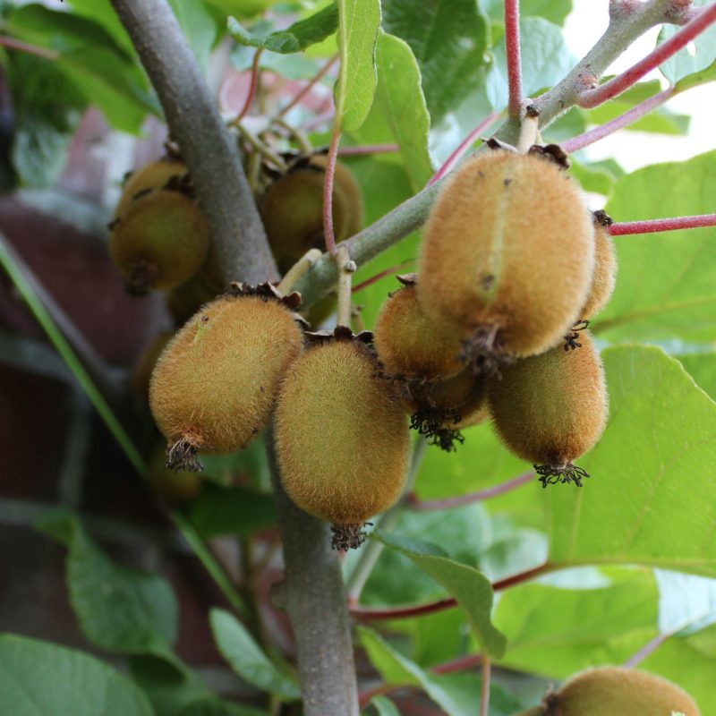 Actinidia chinensis 'Solo'