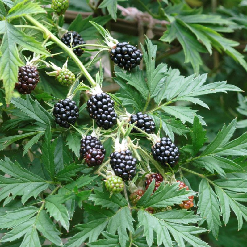 Rubus 'Thornless Evergreen' - Braam