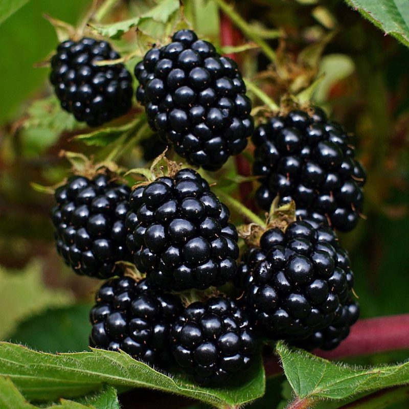 Rubus ‘Triple Crown’ - Braam