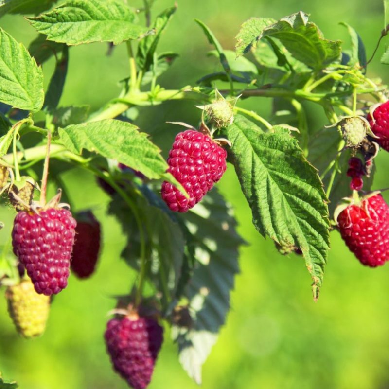 Rubus idaeus 'Tulameen'- framboos