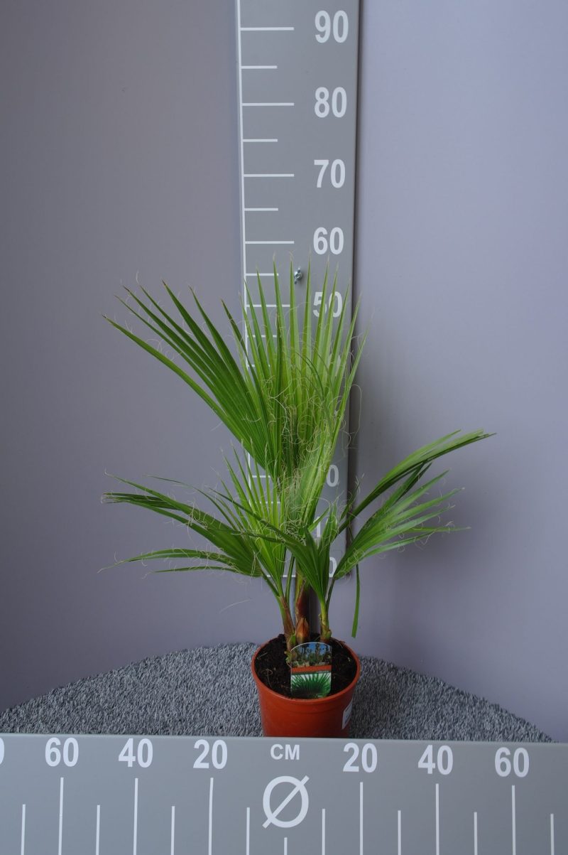 Palmboom Washingtonia Robusta 55-60 cm