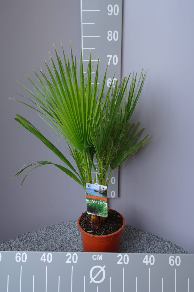 Palmboom Washingtonia Robusta 75-80 cm