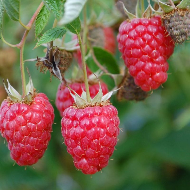 Rubus idaeus ´Willamette'- framboos