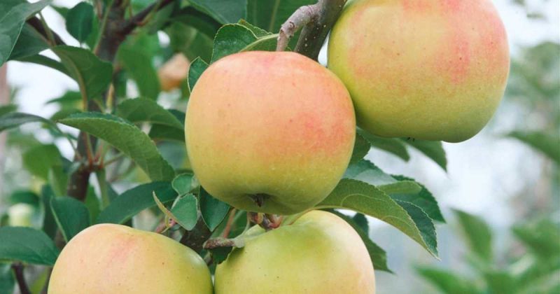 Malus domestica 'Rhapsody' dwergappelboom