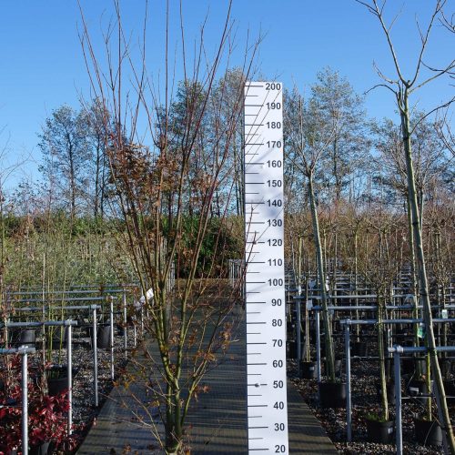 Acer palmatum 'Harusame' (Japanse esdoorn)