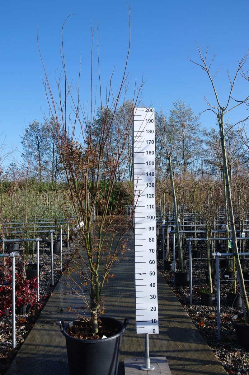 Acer palmatum 'Harusame' (Japanse esdoorn)