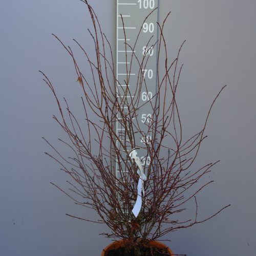 Acer Palmatum 'Miranium redo' (Japanse esdoorn)