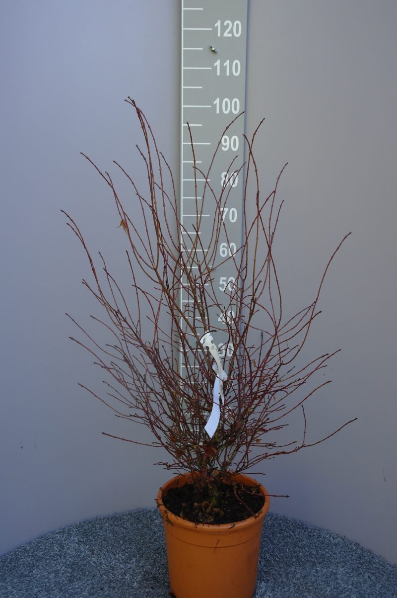Acer Palmatum 'Miranium redo' (Japanse esdoorn)