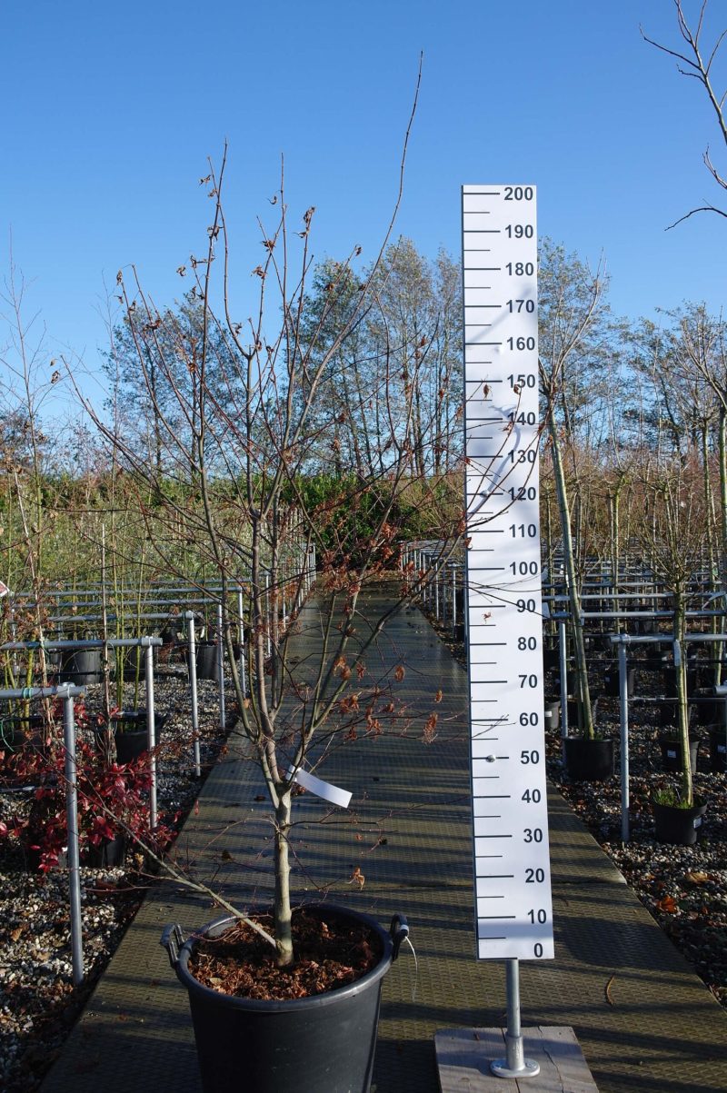 Acer Palmatum 'Red shitigosana' (Japanse esdoorn)