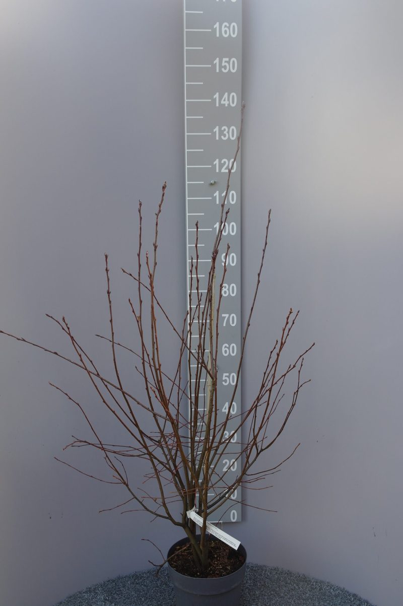 Amelanchier Alnifolia 'Greatberry'