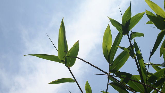 Bamboe aanplanten