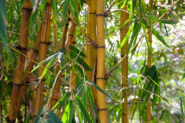 Bamboe planten