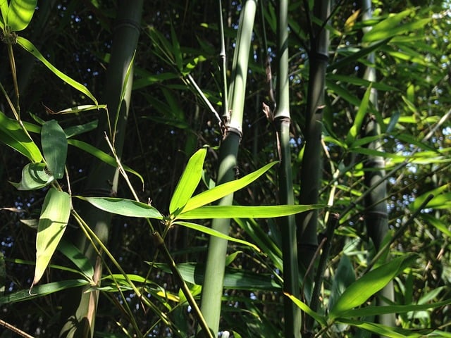 Bemesting van bamboe