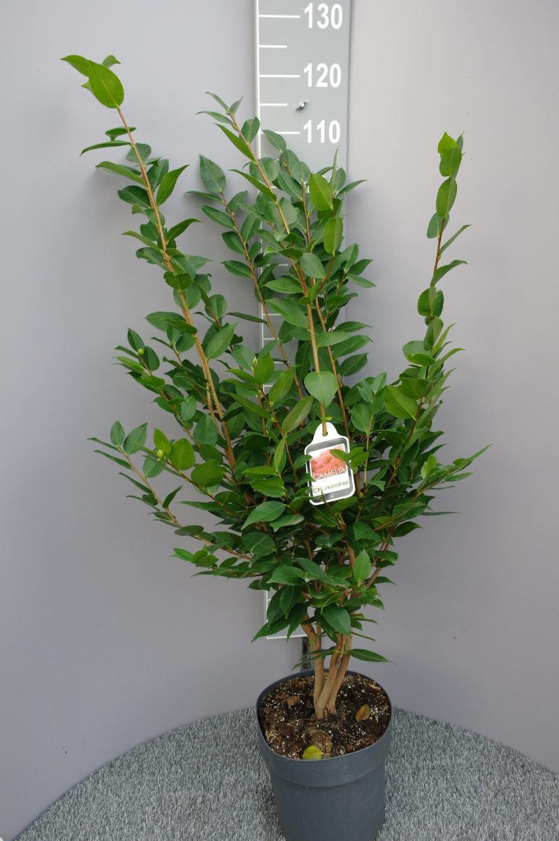 Camellia Japonica 'Fragant Pink'
