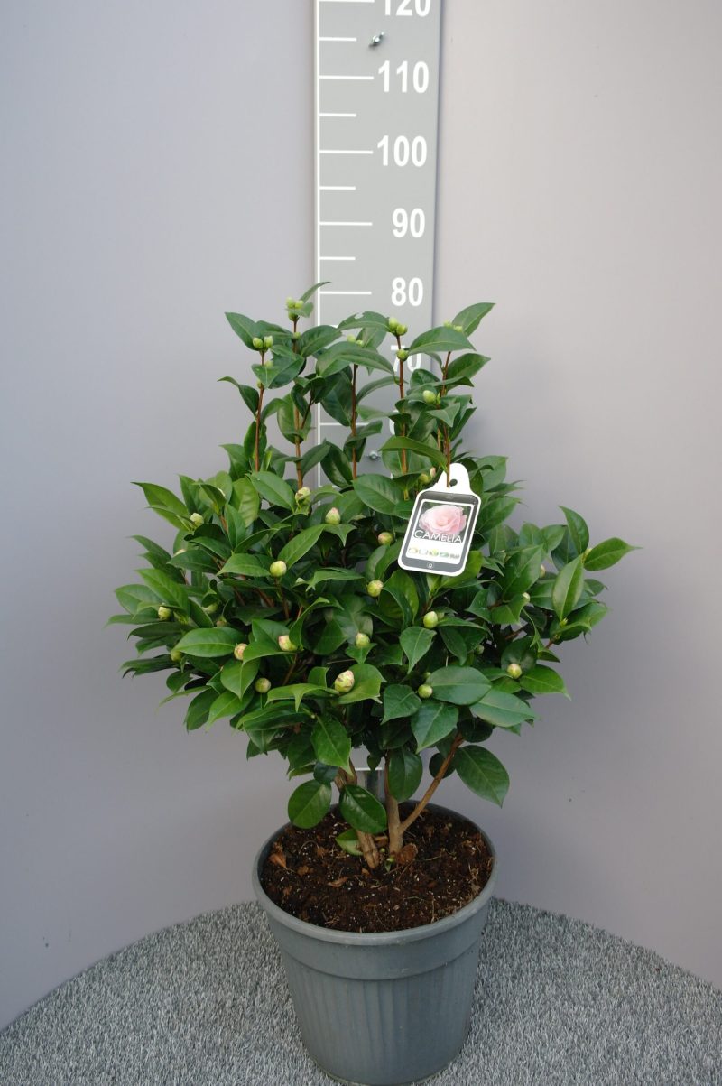 Camellia Japonica 'Nuccio's Cameo'
