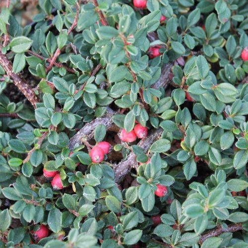 Cotoneaster 'Queen of Carpet' op stam - Dwergmispel