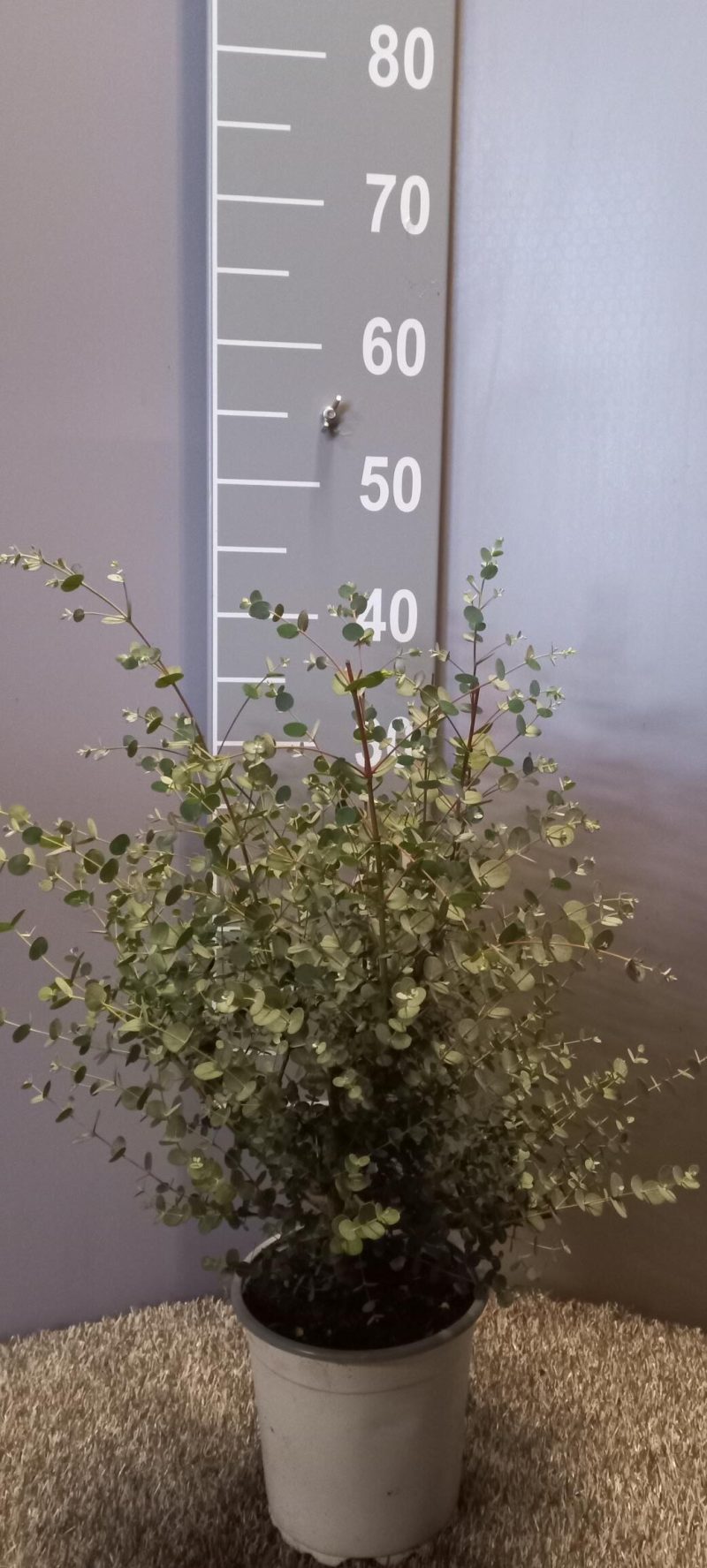 Eucalyptus Gunnii